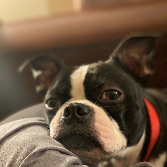 Meet your Posher, David - Picture 1 of 1